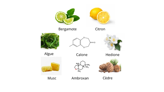 Orto Parisi Megamare